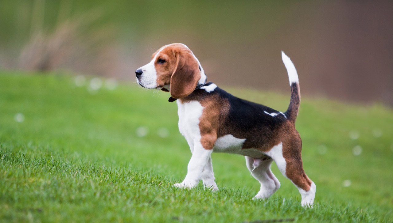 Top 10 Dog Breeds Perfect for Florida Families