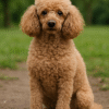 8 year old Poodle