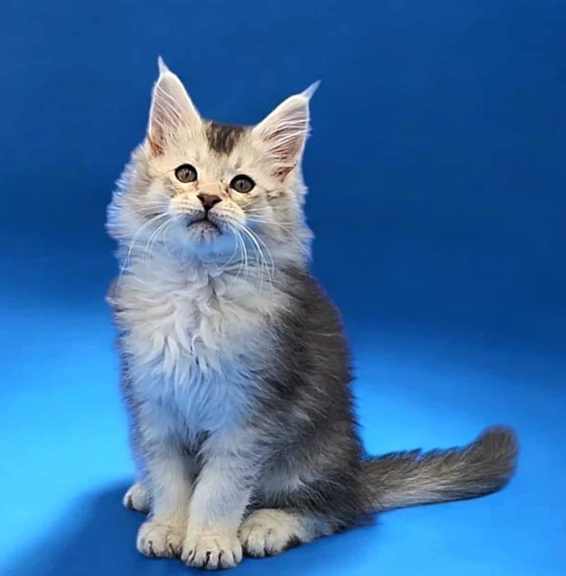 About Pet Sales Florida