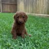 Goldendoodle in Need of Loving Home
