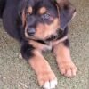 7 Week Old Rottweiler Puppy