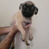 Pug puppies