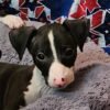 Akc Italian greyhound