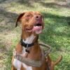 Boxer