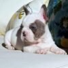 10 Weeks Old French Bulldog Puppy For Sale