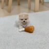 Adorable 10 weeks Old Pomeranian Puppy