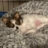 Adorable male Papillon puppy