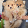 Pomeranian Puppies Looking for Their Forever Homes