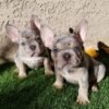 Sweet 10 weeks old French Bulldog puppy looking for a new home
